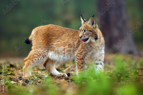 The Eurasian lynx (Lynx lynx), also known as the European lynx or Siberian lynx in autumn colors in the pine forest. © Karlos Lomsky