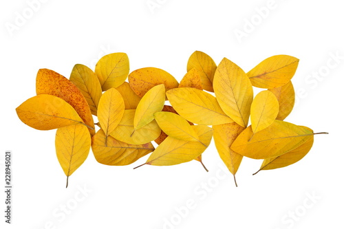 Fallen golden yellow leaves from the forest isolated on white background for autumn changing color design