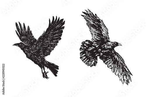 Crows flying, hand drawn doodle, sketch outline, vector illustration