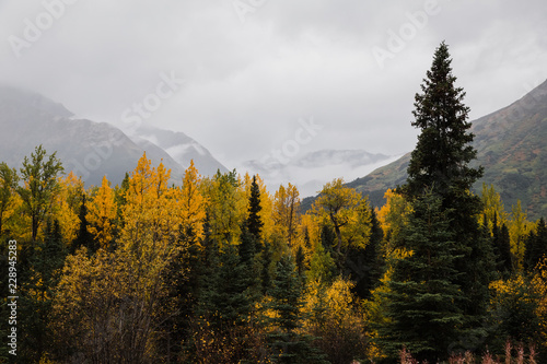 autumn forest in the Alaskan mountains