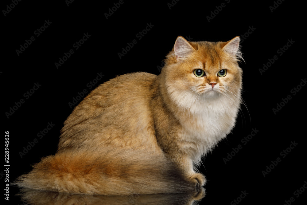 Obraz premium British Cat Red color with Furry tail Sitting on Isolated Black Background