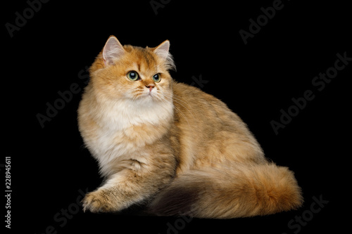 Playful British Cat Red color with Furry tail Sitting on Isolated Black Background