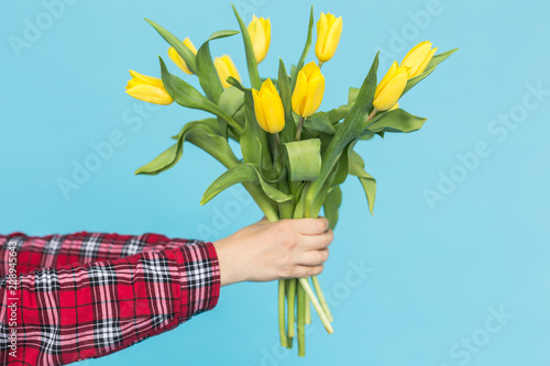 Bouquet of yellow tulips in women's hand on blue background. photo