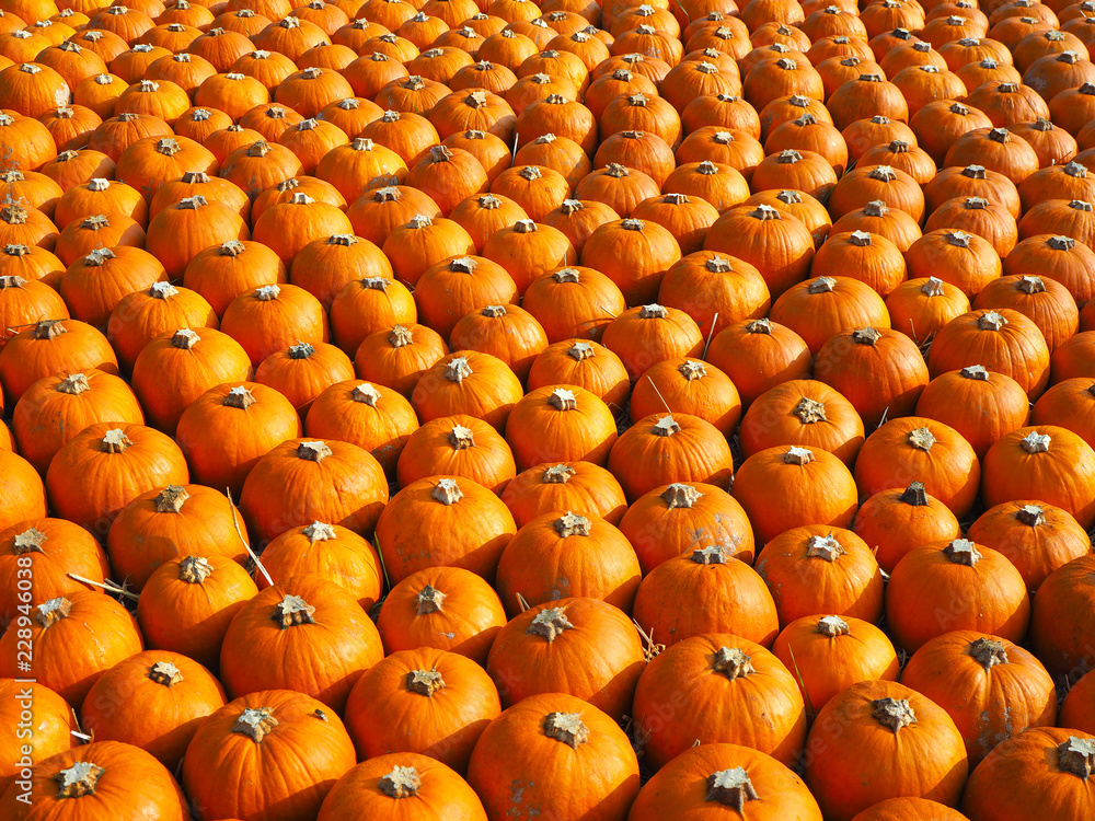 Fototapeta premium Orange pumpkins as a halloween background