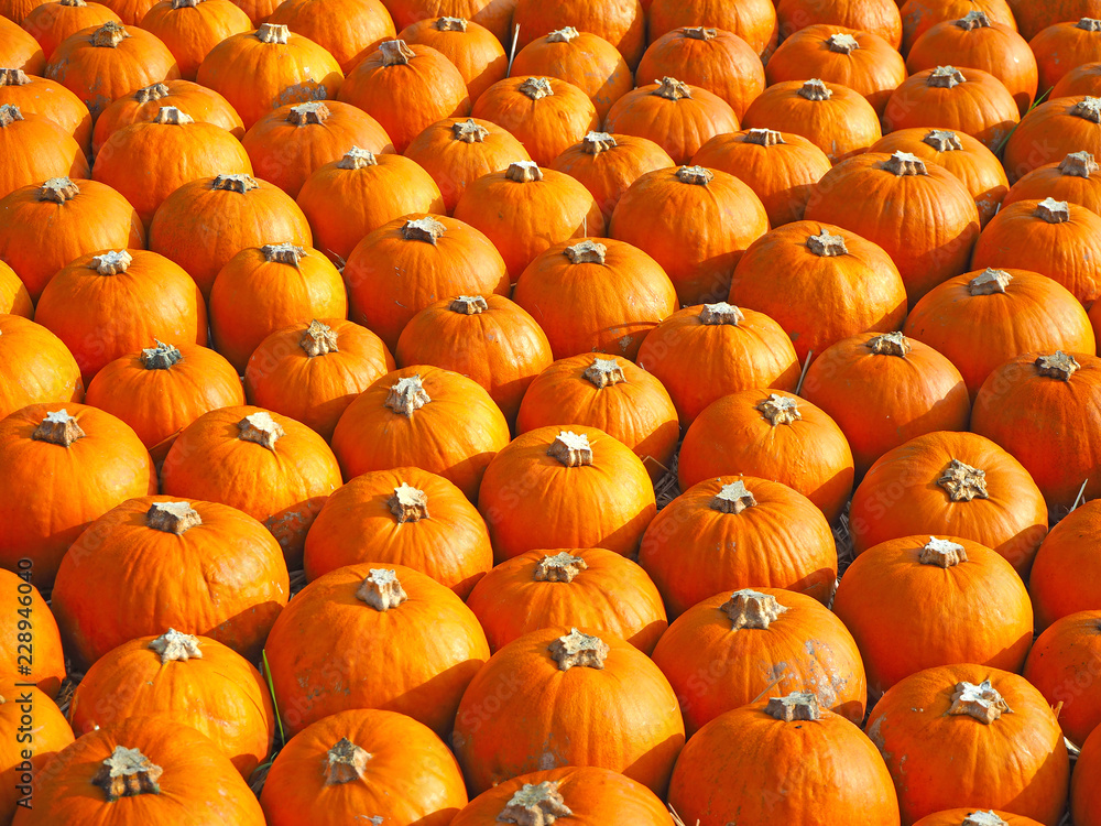 Orange pumpkins as a halloween background Orange pumpkins as a halloween background