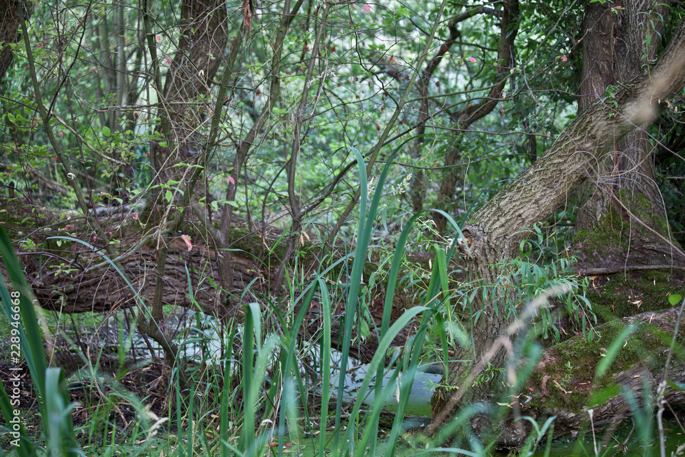 Urwald Urwald