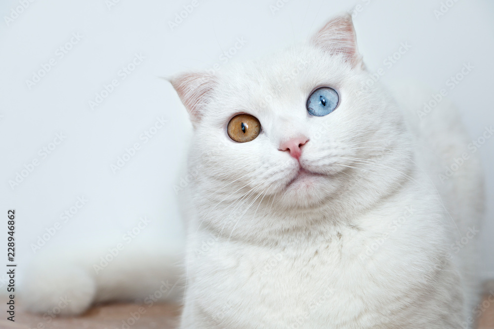 Fototapeta premium cat with different colored eyes
