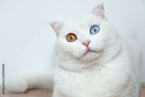 cat with different colored eyes