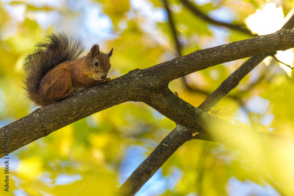 The squirrel sitting in the branch of a tree in the park on in the forest on the warm and sunny autumn  day on the background of yellow leaves