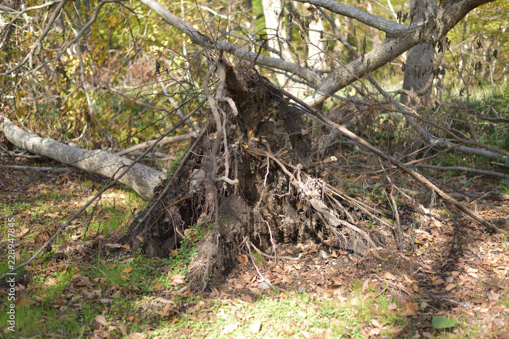 倒れた木の根
