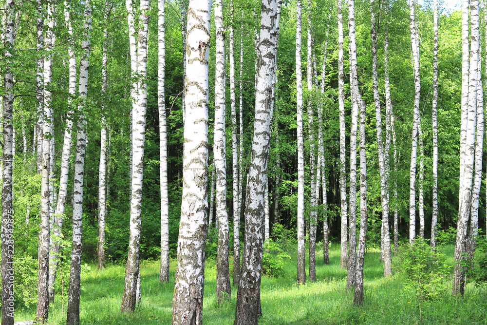 Fototapeta premium Beautiful birch trees with white birch bark in birch grove with green birch leaves