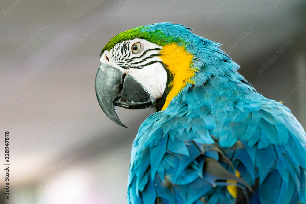 Obraz premium Severe Macaw Parrot,Close up The Chestnut fronted Macaw