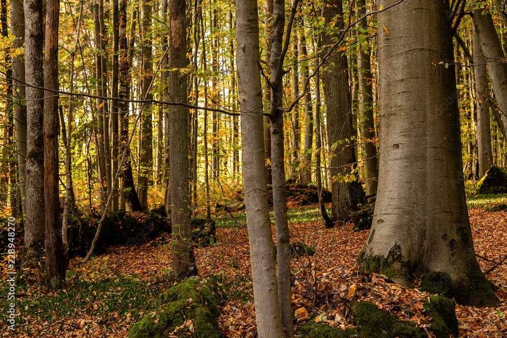 Franconian Bavarian Autumn Forest in the Evening Franconian Bavarian Autumn Forest in the Evening