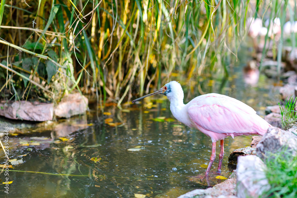 Beautiful pink spoonbill bird. Animal and bird park in Walsrode, Germany Beautiful pink spoonbill bird. Animal and bird park in Walsrode, Germany