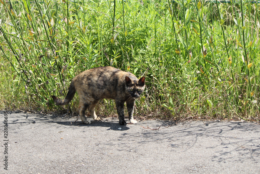 散歩中の猫 散歩中の猫