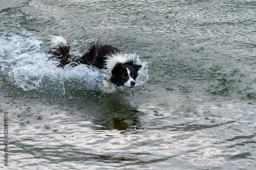 The Australian Shepherd dog plays and floats in the lake.