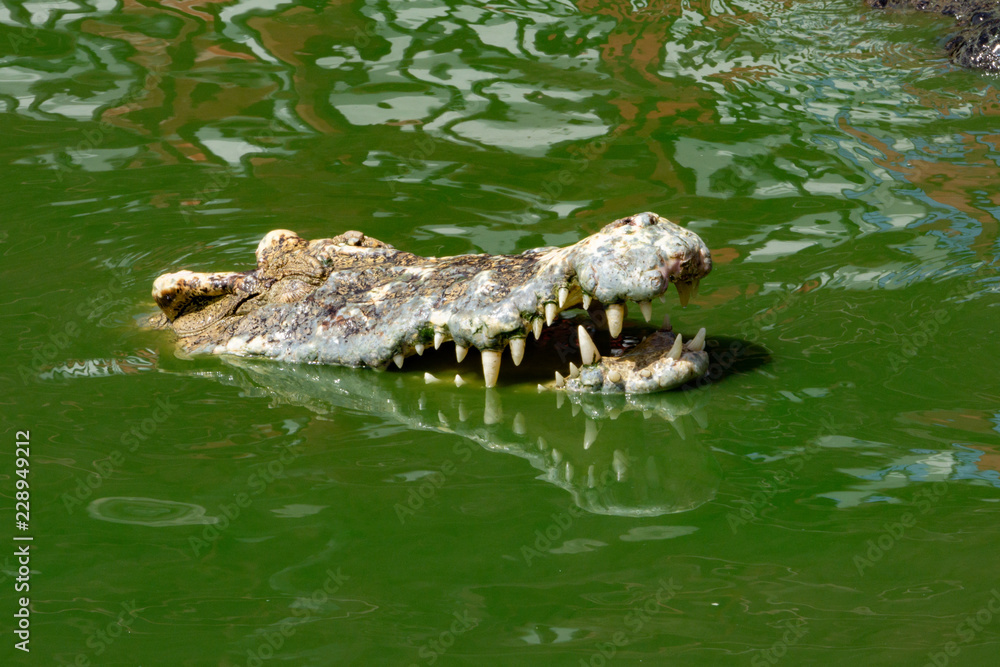 Crocodile in nature,Dangerous animals. Crocodile in nature,Dangerous animals.