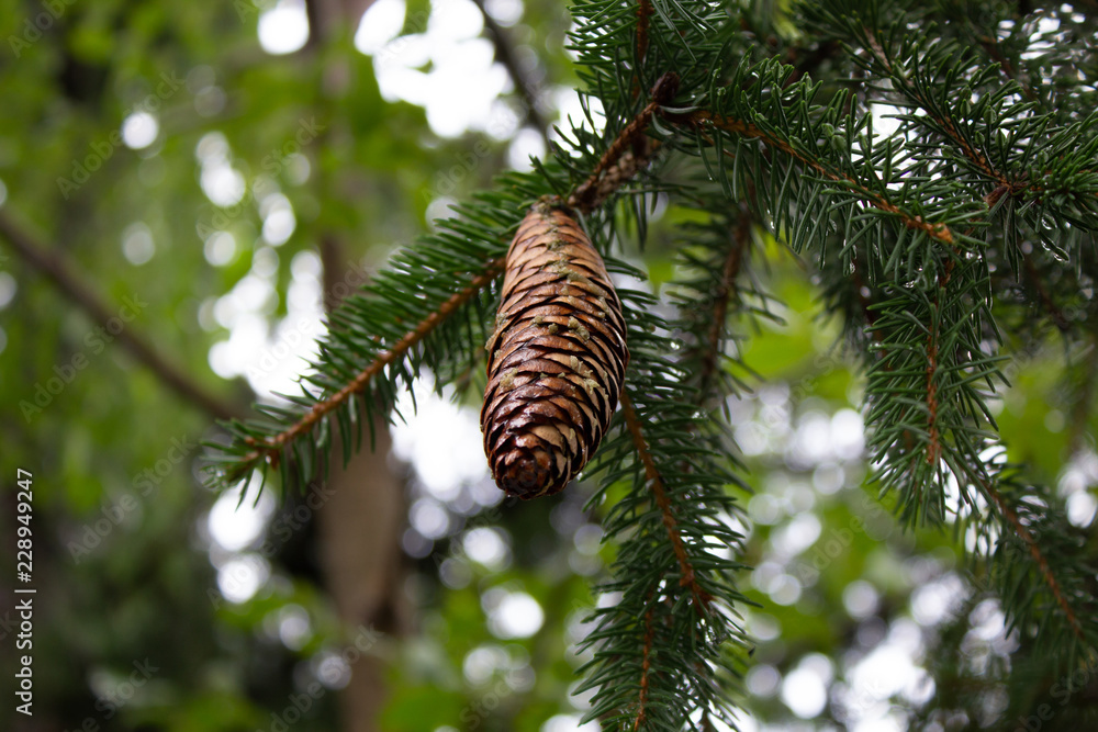 A pine cone hanging from a tree branch up high.