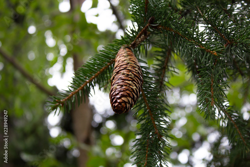 Obraz na płótnie A pine cone hanging from a tree branch up high. w salonie