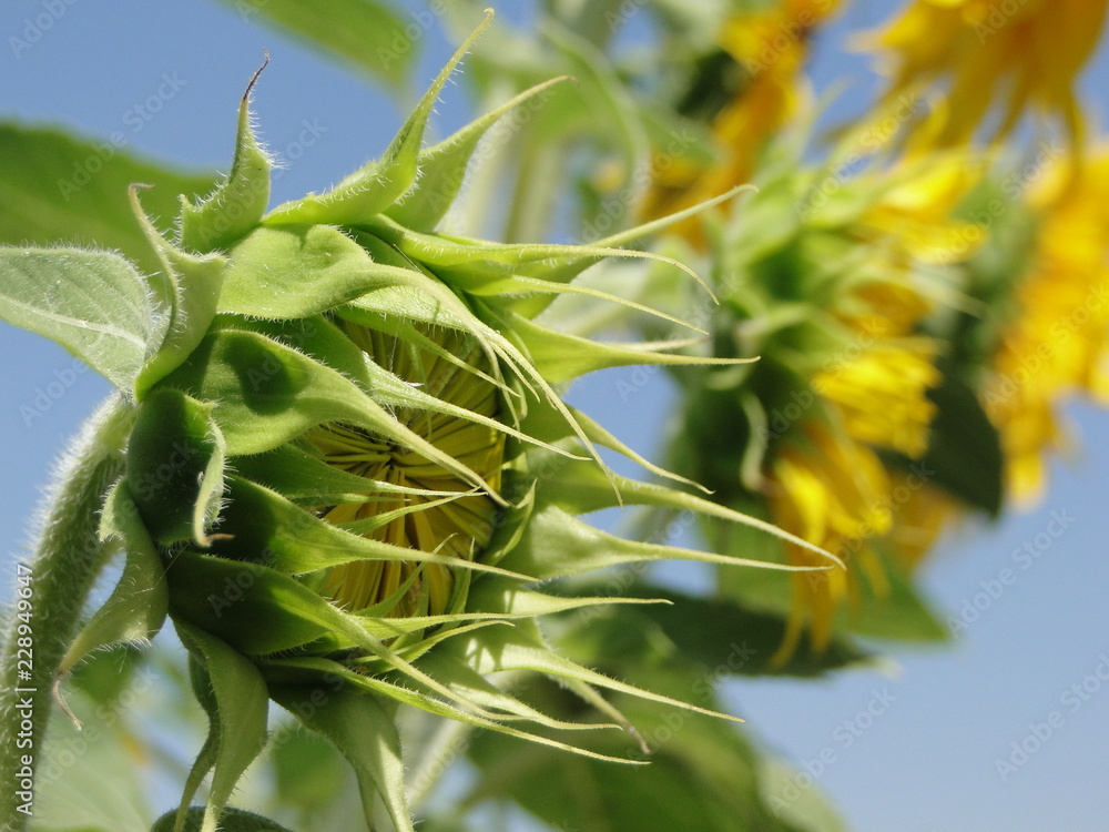 Sunflower Blooming Season - A New Plant Sunflower Blooming Season - A New Plant
