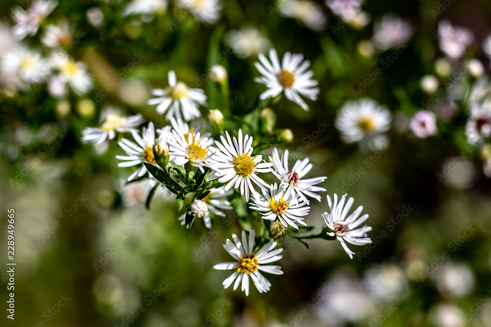 A Bunch of White Wild Flowers With Yellow Centres at the End of the Growing Season on a Sunny Day