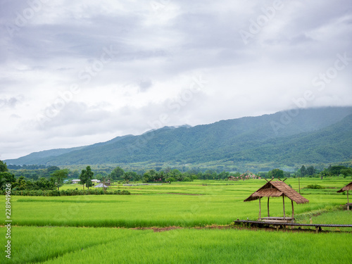 a little hut in green rice pad with mountain background © anuwat