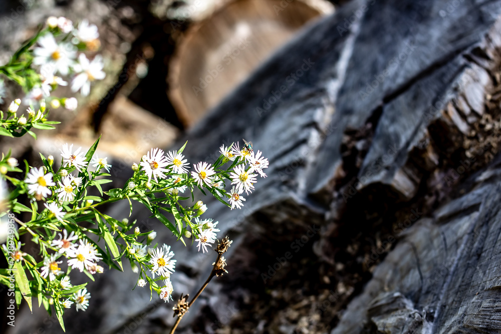 A garden fly on a aunch of White Wild Flowers With Yellow Centres with an Old Tree Stump in Background