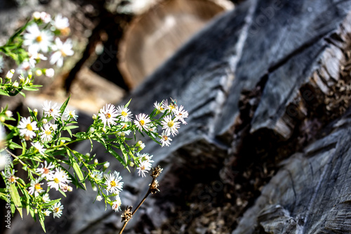 Obraz na płótnie A garden fly on a aunch of White Wild Flowers With Yellow Centres with an Old Tree Stump in Background w salonie