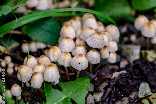 Small white umbrella like mushrooms growing in thick dark green grass.