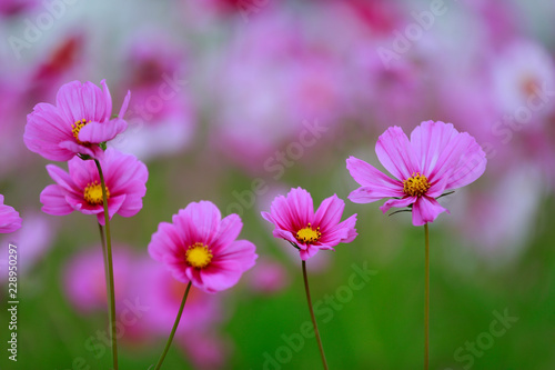 Blooming galsang flower in the park