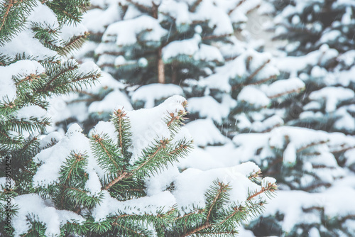 Frozen coniferous branches in white winter. Snowstorm. © Irina Sokolovskaya