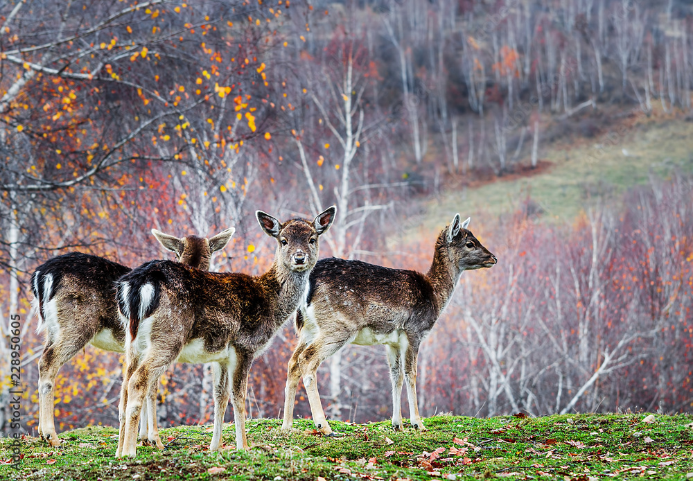 Group of red deer in autumnal meadow .Red deer in nature during late autumn. Wildlife with deer in the forest. Group of red deer in autumnal meadow .Red deer in nature during late autumn. Wildlife with deer in the forest.