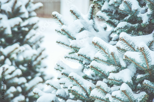 Frozen coniferous branches in white winter. Snowstorm.