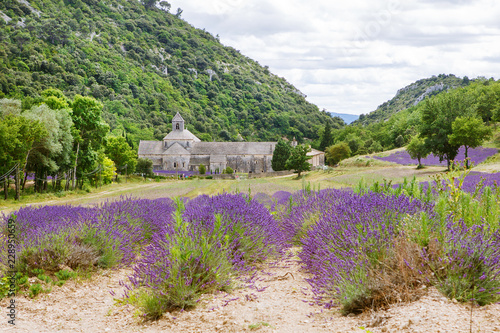 Abbey of Senanque and blooming rows lavender flowers. Gordes, Luberon, Vaucluse, Provence, France, Europe
