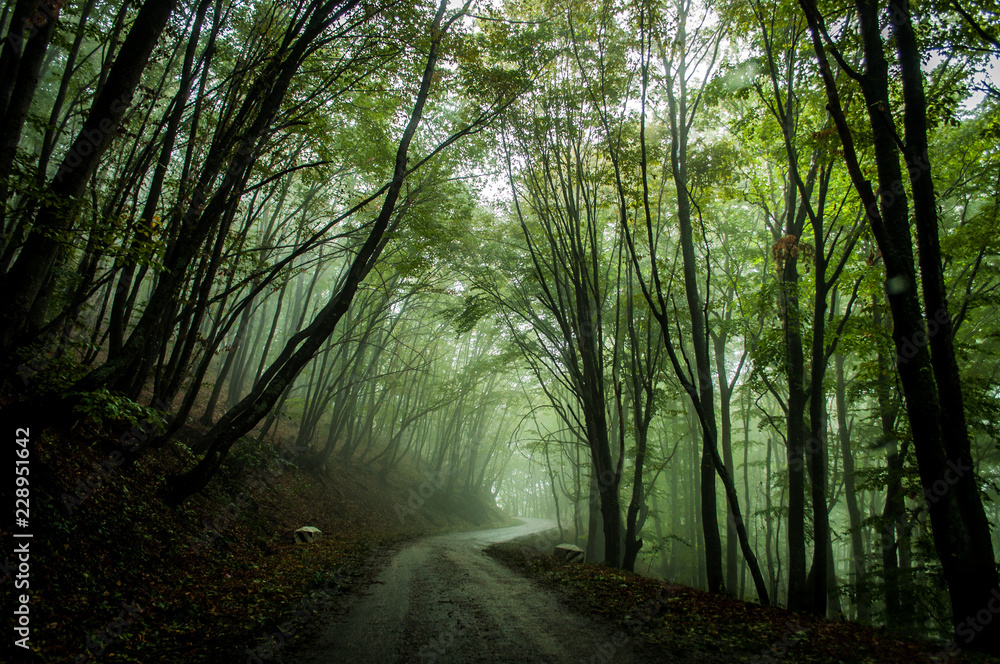 Obraz premium Steep road in Ai Petri mountains, Crimea, Russia. Sunlight falls throught the trees in autumn forest.