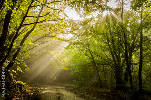 Steep road in Ai Petri mountains  Crimea  Russia. Sunlight falls throught the trees in autumn forest.