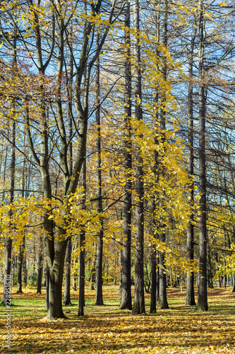 trees in an autumn park
