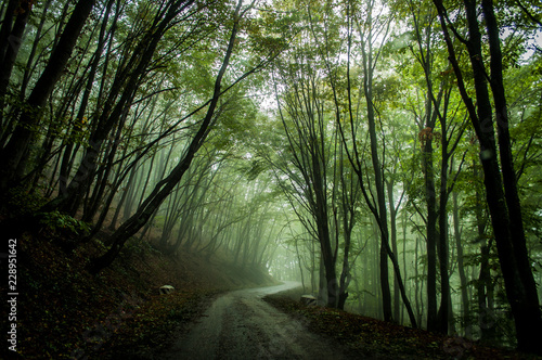 Steep road in Ai Petri mountains  Crimea  Russia. Sunlight falls throught the trees in autumn forest.