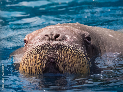 walrus animal swim in the water