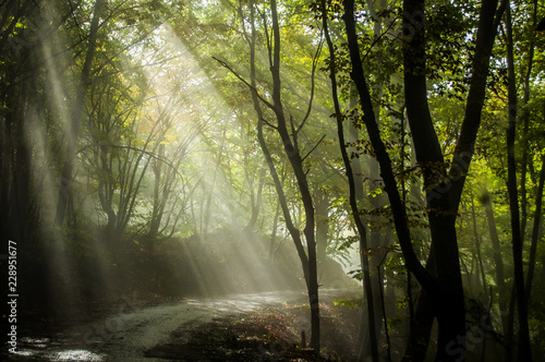 Steep road in Ai Petri mountains, Crimea, Russia. Sunlight falls throught the trees in autumn forest.