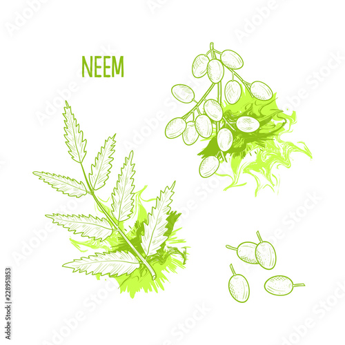 Neem, sketch. Branch with leaves and fruits. On a white background.