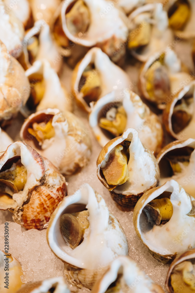 seafood babylonia areolata or Spotted babylon on the ice, Seafood on ice seafood babylonia areolata or Spotted babylon on the ice, Seafood on ice