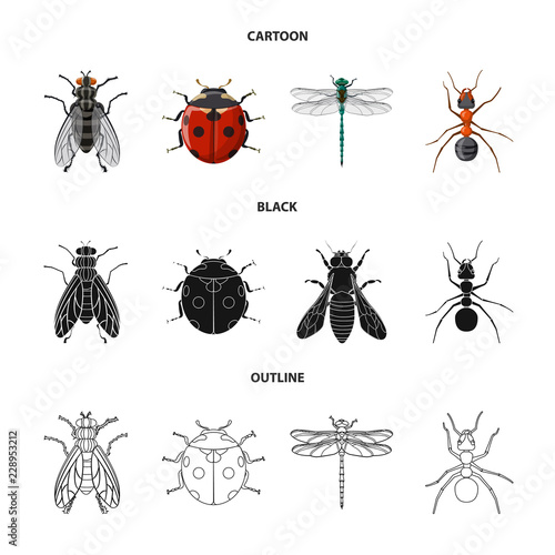 Vector illustration of insect and fly sign. Collection of insect and element vector icon for stock. © Svitlana