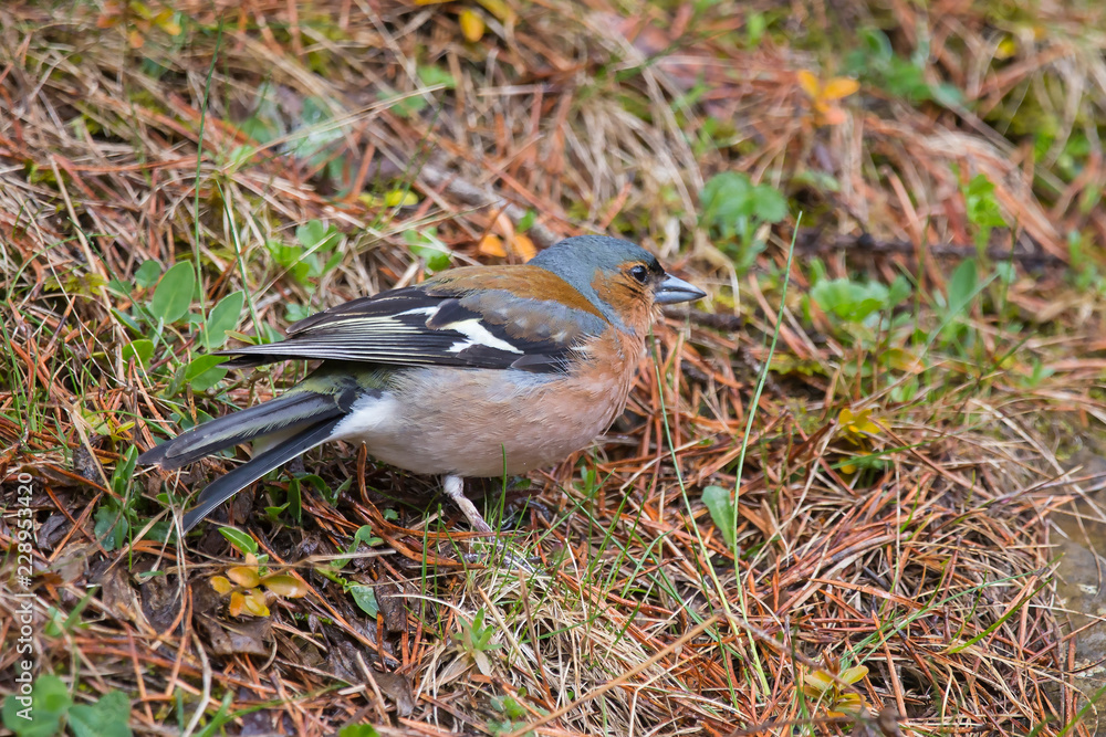 Pinzón Vulgar, fringilla coelebs en el Valle de Bujaruelo, Pirineo Oscense Pinzón Vulgar, fringilla coelebs en el Valle de Bujaruelo, Pirineo Oscense
