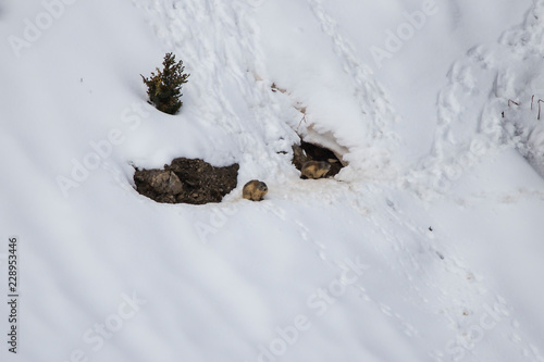 Marmotas en el Valle de Otal, Pirineo Oscense