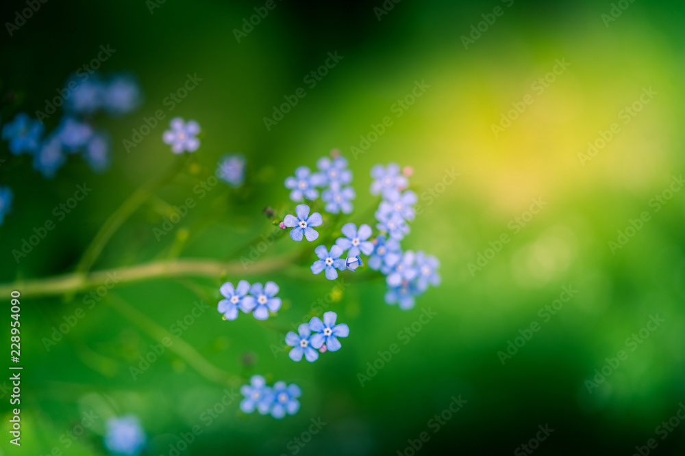 Little wild violet flowers with copy space Little wild violet flowers with copy space