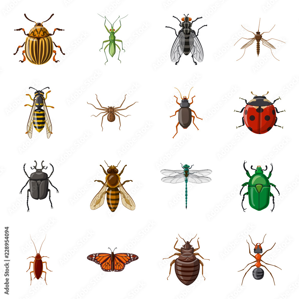 Isolated object of insect and fly sign. Set of insect and element vector icon for stock. Isolated object of insect and fly sign. Set of insect and element vector icon for stock.