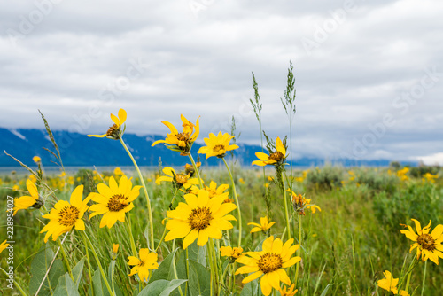 Mountain landscape with yellow flowers on foreground. Cloudy sky over mountains and flowers on green meadow.
