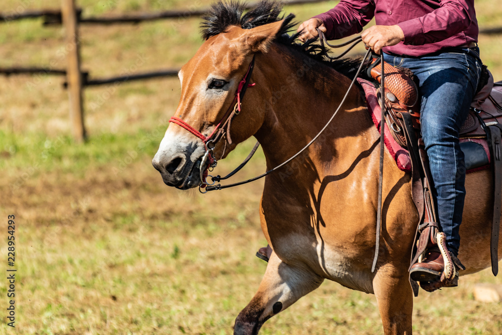 Fototapeta premium Western american white cowboy hat, dropped in sign of surrender and defeat. Italian horses and Rodeo show, role playing on sunny, summer day. Equestrian sports.
