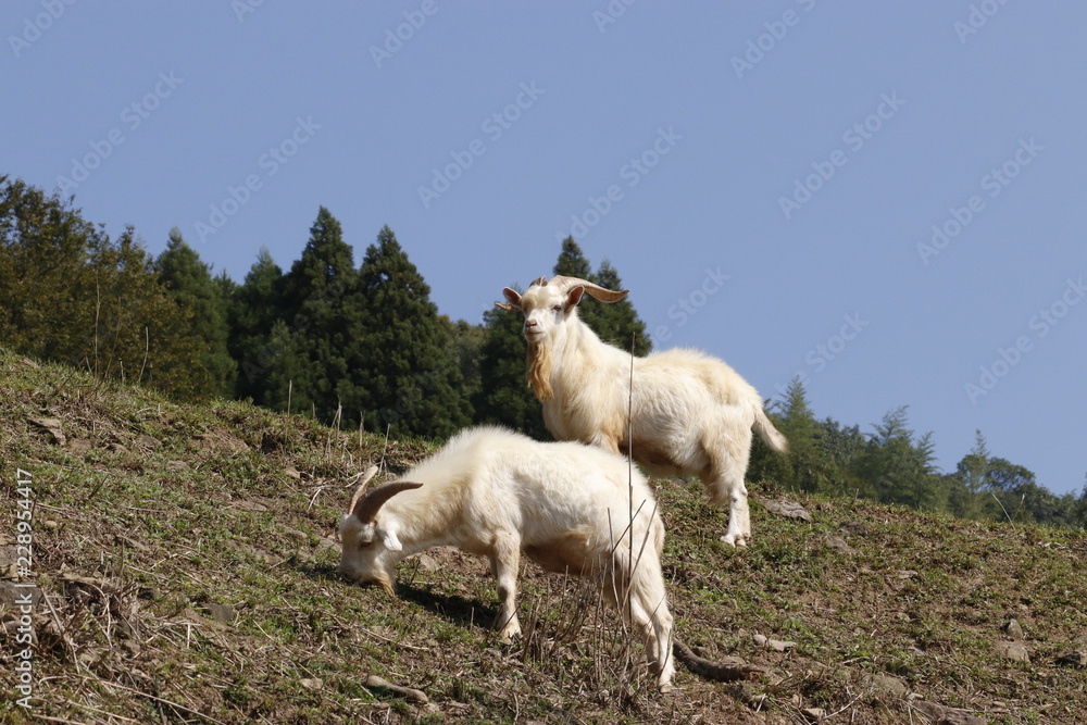 Obraz premium 放牧ヤギ、2匹